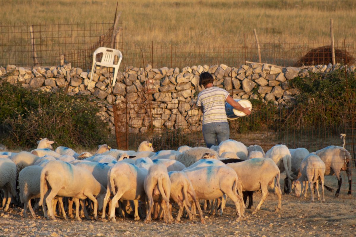 Uspješno proveden natječaj za mjere zaštite stada za Malinsku-Dubašnicu
