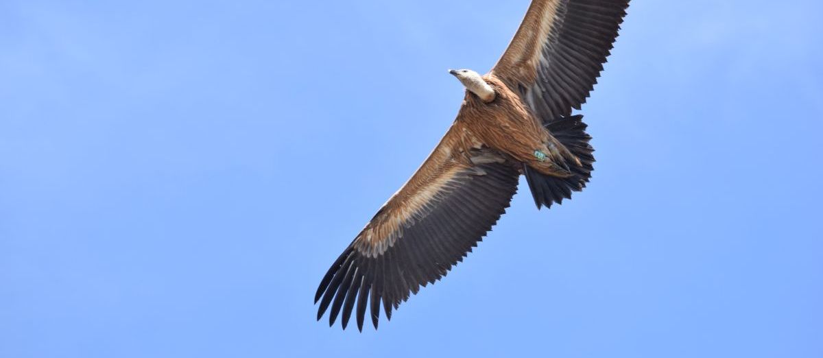 Osiguravanje budućnosti za bjeloglave supove u Hrvatskoj (LIFE SUPport)	